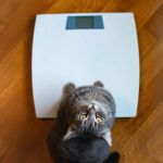 Expert Vet Advice on Weight Management for Senior Pets