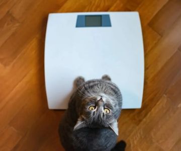 Expert Vet Advice on Weight Management for Senior Pets