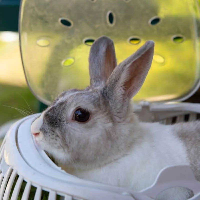 UK Pet Owner’s Guide to Travel Safety for Rabbits