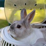 UK Pet Owner’s Guide to Travel Safety for Rabbits