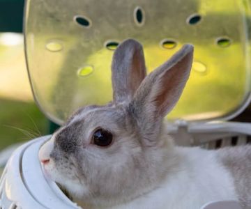 UK Pet Owner’s Guide to Travel Safety for Rabbits