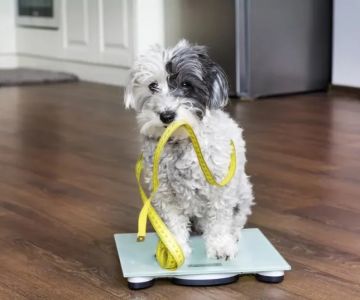 Top 10 Weight Management Tips Every Dog Owner in the UK Should Know