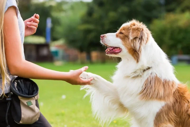 Vet-Approved Behaviour Training for Senior Pets: A Guide to a Happier, Healthier Pet