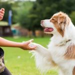 Vet-Approved Behaviour Training for Senior Pets: A Guide to a Happier, Healthier Pet
