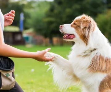 Vet-Approved Behaviour Training for Senior Pets: A Guide to a Happier, Healthier Pet