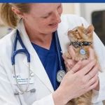 Understanding Kitten Behaviour Training: Essential Tips and Solutions