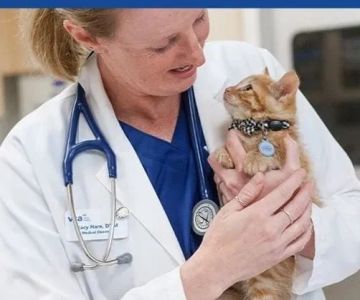 Understanding Kitten Behaviour Training: Essential Tips and Solutions