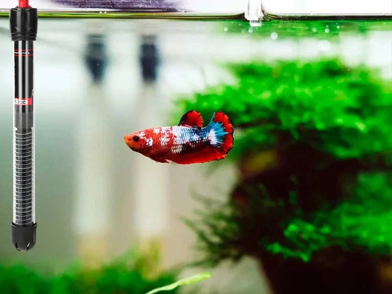 Improve Fish Mental Health at Home: Tips and Recommendations