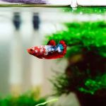 Improve Fish Mental Health at Home: Tips and Recommendations