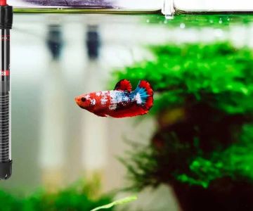 Improve Fish Mental Health at Home: Tips and Recommendations