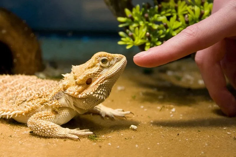 Complete Guide to Seasonal Health Tips for Reptiles
