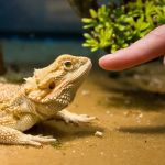 Complete Guide to Seasonal Health Tips for Reptiles