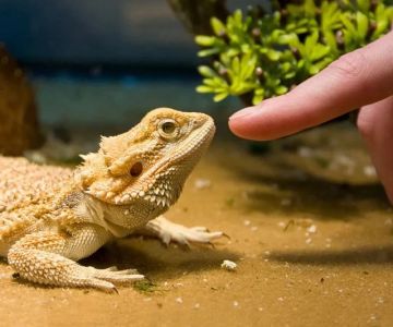 Complete Guide to Seasonal Health Tips for Reptiles