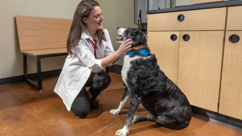 Expert Vet Advice on Preventive Care for Senior Pets