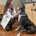 Expert Vet Advice on Preventive Care for Senior Pets