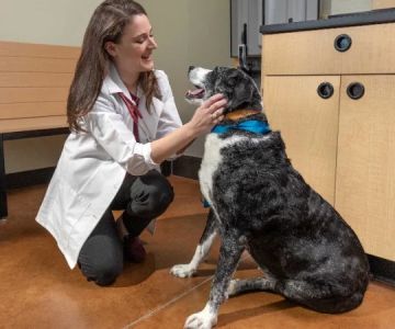 Expert Vet Advice on Preventive Care for Senior Pets