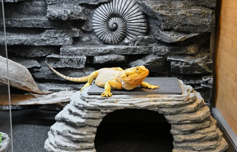 Vaccination Guide Explained: Keeping Your Reptiles Healthy in the UK