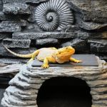 Vaccination Guide Explained: Keeping Your Reptiles Healthy in the UK