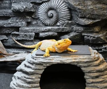Vaccination Guide Explained: Keeping Your Reptiles Healthy in the UK