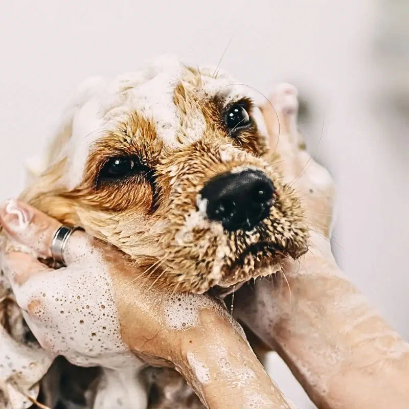 Top 10 Seasonal Health Tips Every Senior Pet Owner in the UK Should Know