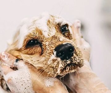 Top 10 Seasonal Health Tips Every Senior Pet Owner in the UK Should Know