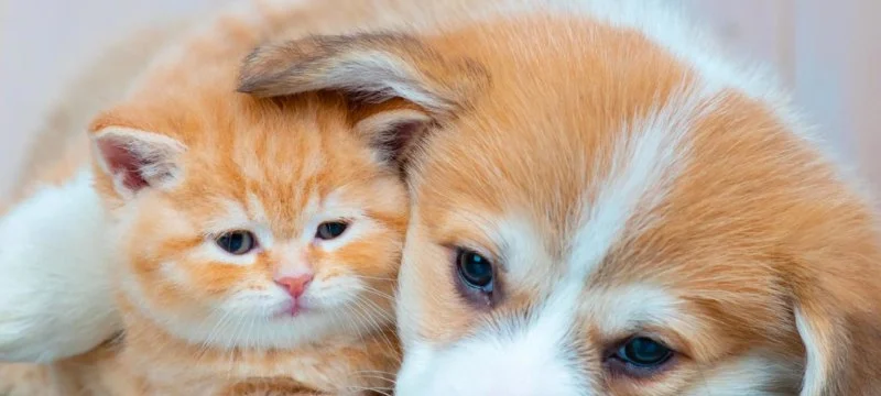 Top 10 Puppy and Kitten Care Tips Every Kitten Owner in the UK Should Know