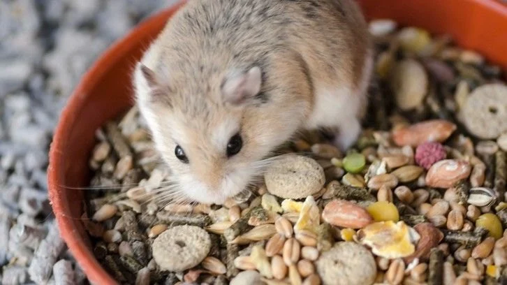 Vet-Approved Nutrition Tips for Hamsters | Guide to Healthy Hamster Diets