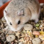 Vet-Approved Nutrition Tips for Hamsters | Guide to Healthy Hamster Diets