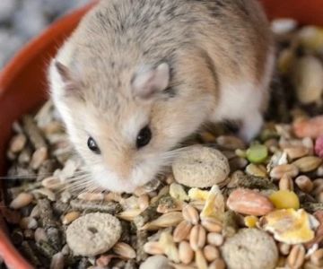 Vet-Approved Nutrition Tips for Hamsters | Guide to Healthy Hamster Diets