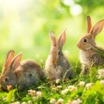 Best Practices for Mental Health in Rabbits: Ensuring Your Pet's Well-being