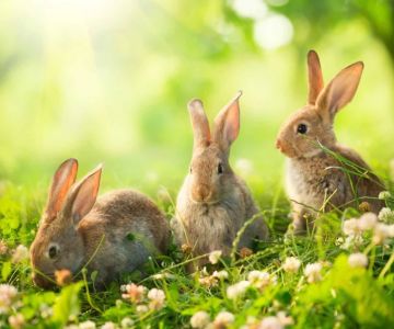 Best Practices for Mental Health in Rabbits: Ensuring Your Pet's Well-being