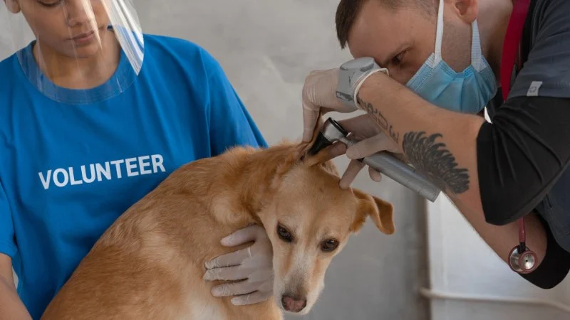 Top 10 Health Checkups Every Puppy Owner in the UK Should Know