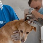 Top 10 Health Checkups Every Puppy Owner in the UK Should Know