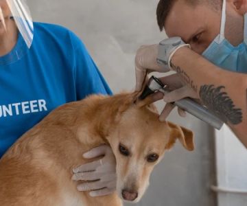 Top 10 Health Checkups Every Puppy Owner in the UK Should Know