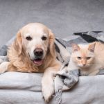 Travel Safety Tips for Senior Pets: What UK Pet Owners Need to Know