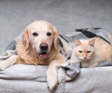 Travel Safety Tips for Senior Pets: What UK Pet Owners Need to Know