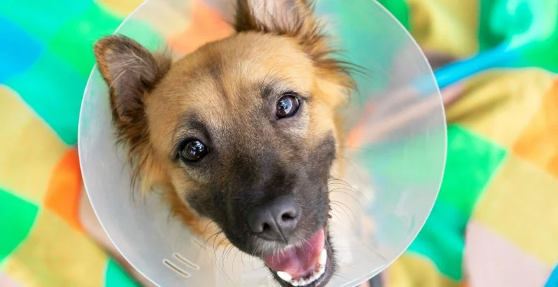 How to Improve Puppies Spaying and Neutering at Home