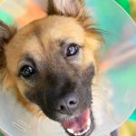 How to Improve Puppies Spaying and Neutering at Home