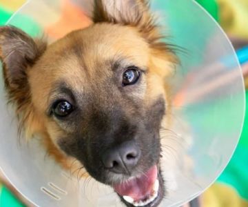 How to Improve Puppies Spaying and Neutering at Home