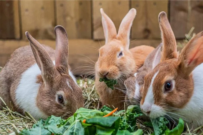 The Importance of Parasite Prevention for Rabbits – UK Edition