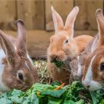 The Importance of Parasite Prevention for Rabbits – UK Edition