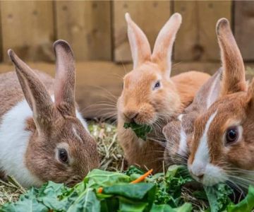 The Importance of Parasite Prevention for Rabbits – UK Edition