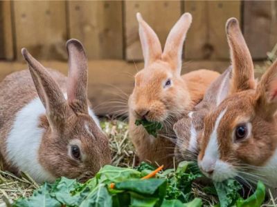 The Importance of Parasite Prevention for Rabbits – UK Edition