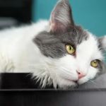 Common Illnesses Explained: Keeping Your Cats Healthy in the UK