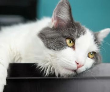 Common Illnesses Explained: Keeping Your Cats Healthy in the UK
