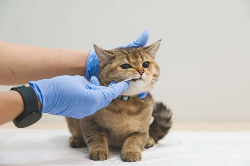 Dental Care Tips for Cats: What UK Pet Owners Need to Know
