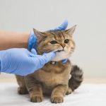 Dental Care Tips for Cats: What UK Pet Owners Need to Know
