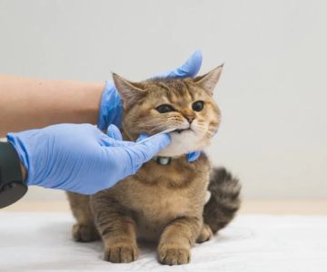 Dental Care Tips for Cats: What UK Pet Owners Need to Know