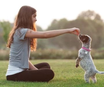 How to Improve Puppies Behaviour Training at Home