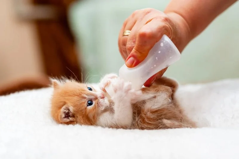 Complete Guide to Puppy and Kitten Care for Birds – Essential Tips for Pet Owners